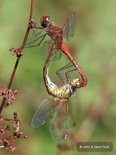 J16_2567 Sympetrum sanguineum in cop.JPG